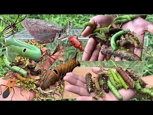 Incredible Caterpillars and Colorful Bugs Found in the Wild!