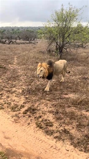 Riaz Kf | Jangal South Africa | Instagram