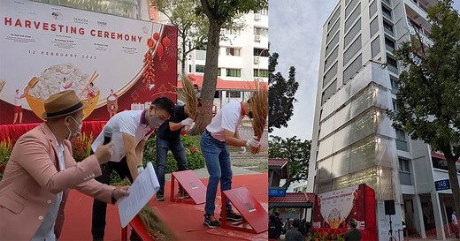 Tampines Blk 146 vertical farm successfully grows & harvests made-in-S'pore rice