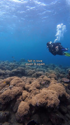 15 reactions | No matter how many dives, the ocean always steals our hearts  #all4divingbali #PADI #divinglife #balidiving #scubadiving #scubadivinglife #balidive | All 4 Diving Bali - Indonesia | Facebook