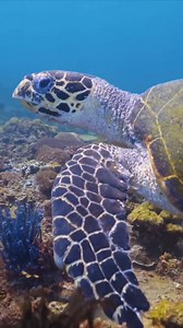 A hawksbill turtle glides gracefully near the vibrant reef around Mamutik Island in Sabah. Its elegant movements and intricate shell patterns create a mesmerizing sight, showcasing the beauty of marine life in this stunning tropical paradise.  #HawksbillTurtle #Turtle #stockfootage #underwaterfilming #scubadiving #Sabah #Borneo #SabahTourism #Scubazoo #SZtv | SZtv | Facebook