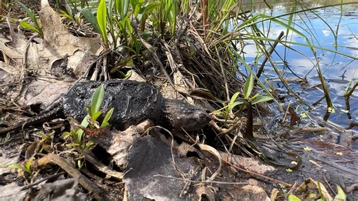 You've heard that turtles live a long time. But did you know it takes turtles a long time—often 10 years—to reach reproductive age? If they make it at all. Hatchlings are bite-sized snacks for many predators and are hard for drivers to see on roadways (just listen to the traffic noise in this video). 🐢 Learn more: bit.ly/TurtlesOfMA | Massachusetts Division of Fisheries & Wildlife