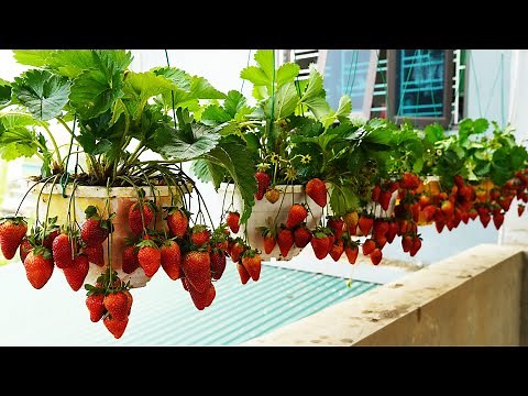 How To Grow Strawberries In Hanging Pots, Beautiful And Have Strawberries To Eat All Year Round