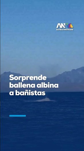 ¡HALLAZGO HISTÓRICO EN MARES DE MÉXICO! | Ballena azul albina fue captada en Baja California Sur