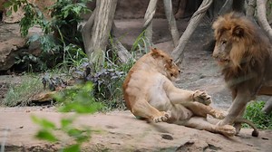 Lions at the Zoo | Free Stock Video Footage