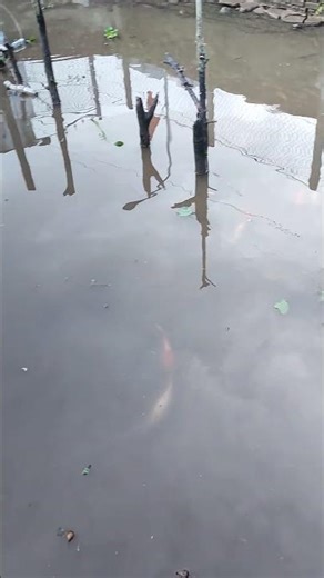 Koi Fish Rescue: Stranded Carp Close to Drying Up