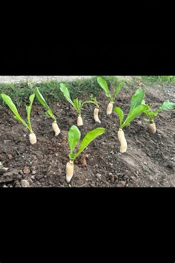 I Built a Mini Tractor for DIY Crop Harvesting