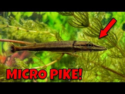 Creating A Mini Ecosystem For A MICRO Pike Fry!
