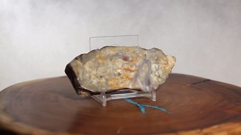 Polished Dinosaur Coprolite Fossil Specimen - Long Beige Agate Feces Cross Section - Etsy