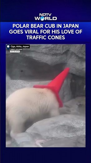 Polar Bear Cub In Japan Goes Viral For Love Of Traffic Cones