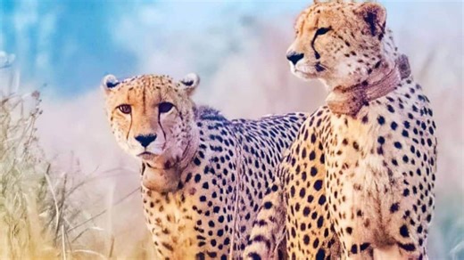 Kuno National Park: A Pristine Destination for Ecotourism and Wildlife Adventure in Madhya Pradesh