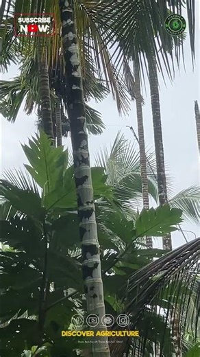 60 Ft Long Telescopic Sprayer/Harvesting Pole