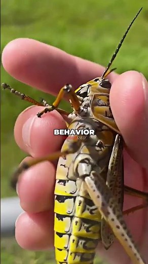 Joe Rogan On How Grasshoppers Suddenly Turn Into Locusts