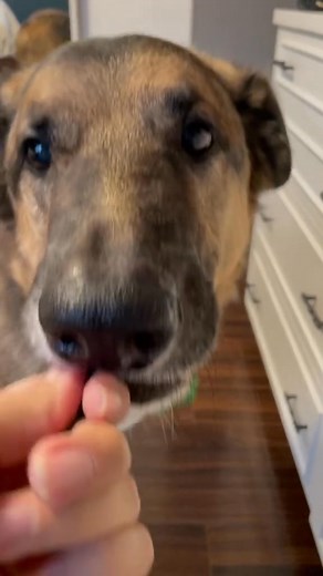 It’s True What They Say… But Jess Can Make It Better 🤣 | Django Smiles & Friends