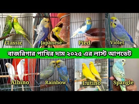 অবিশ্বাস্য দামে বাজরিগার পাখি! | বাজরিগার পাখির দাম লাস্ট আপডেট ২০২৫ | Budgerigar Bird Price 2025