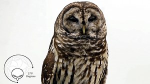 5.8K views · 262 reactions | Glaucus, a Barred Owl and Raptor-in-Residence here at the Alaska Raptor Center, showing off how far she can rotate her head! Owls have 14 cervical vertebrae, giving them the ability to turn their heads 270° in each direction, more than halfway around their body! In comparison, humans have 7 cervical vertebrae and can typically only turn their heads 90° in each direction. | Alaska Raptor Center | Facebook