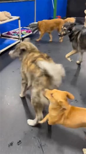 Ruby and Maples play styles are a match made in heaven 🐕 #sublimecatncanine #doggydaycare #playtime #bestbuds #puppylove | Sublime Cat N' Canine Ltd.