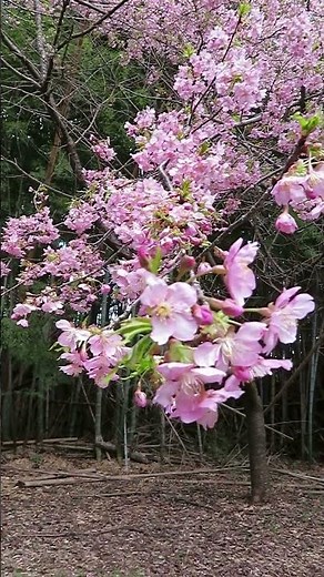 高井城址公園 河津桜・雪割草が見頃でした 2025 03 20