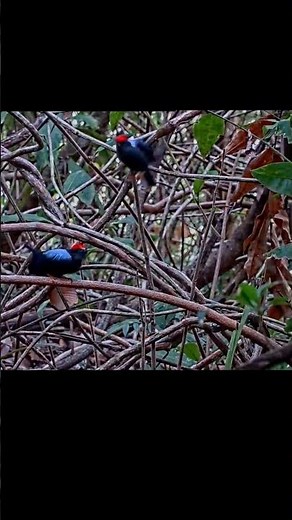Alpha Lance-tailed Manakin Practices Courtship Display With Partner