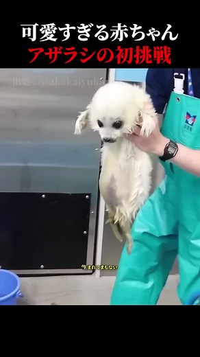 ゴマアザラシの赤ちゃん #動物 #かわいい #アザラシ #癒し動画