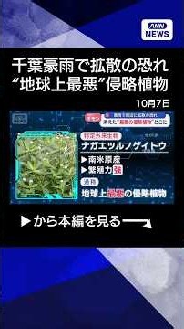【ニュース】豪雨で“消えた最悪侵略生物”どこに？【スーパーJチャンネル】(2026年10月7日) #shorts