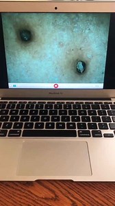 Can you guess these everyday items under my microscope