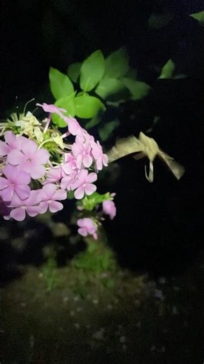 Hawk Moths Are Cool, But Their Larvae? Total Menace! #HawkMoth #Hornworm #GardenPests