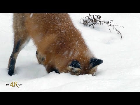 Red fox showing snow-dive hunting technique in the wild