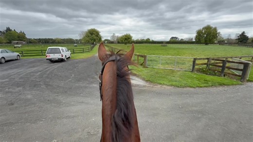 Ronald out on his lonesome this morning for the first time - no dramas being on his own for a short cool-down hack after his arena work. | EventStars Ltd