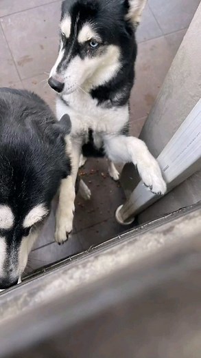 Caso externo 0969222164 Hembra Su nombre es Kala Desparasitada Vacunada No está esterilizada Come balanceado del tuti adulto Es calmada y le gusta mucho la compañía. No está acostumbrada a estar amarrada ni usar collar. | Adopción Animal Guayaquil - AG | Facebook