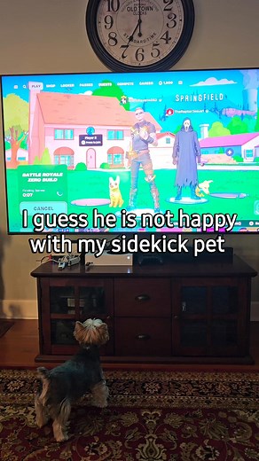 2.1K views · 81 reactions | I was pretty angry at my mom's sidekick pet #yorkie #dog #dogsoffacebook | MrThunder Wink Holley | Facebook