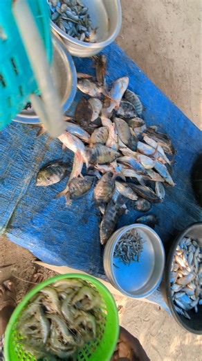 ഇന്ന് കിട്ടിയ മീനാണ് #fishing #shorts #short #shortsvideo #fishingvideo #trending #viral #fish