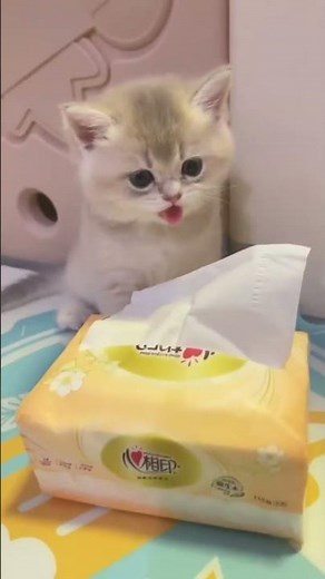 Cute adorable Kitty Playing and doing cute thing #kittyvibes #funnycats #kittenvideos #cutecats #fyp