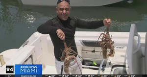 Draw the butter: It's time for spiny lobster season