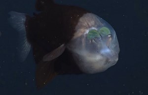 Meet the "alien fish" of the ocean depths