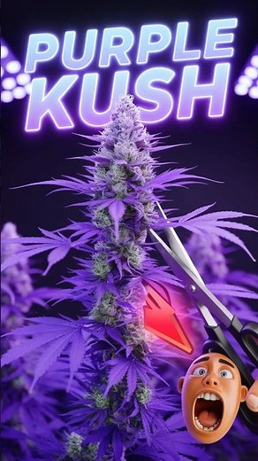 TRIMMING a MASSIVE PURPLE KUSH in DWC 🌱💦 (PART 1)