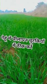 गेहूं में पीलापन क्यों आता है | 3 बड़े कारण | gehu me pilapan kaise hataye | gehu me konsa khad dale