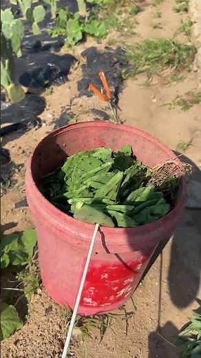 Harvest at Cactus Farm