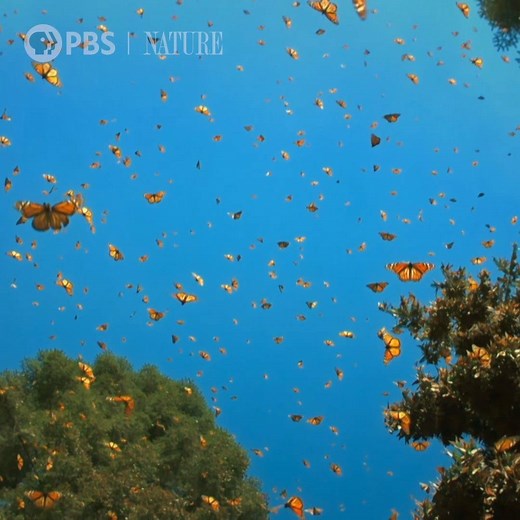 352K views · 7.1K reactions | Watch a breathtaking monarch butterfly swarm. | Nature | PBS | Facebook