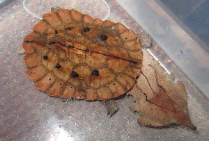 Mata Mata Turtle For Sale