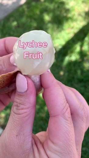 Exploring Lychee Fruit: A Taste of the Tropics