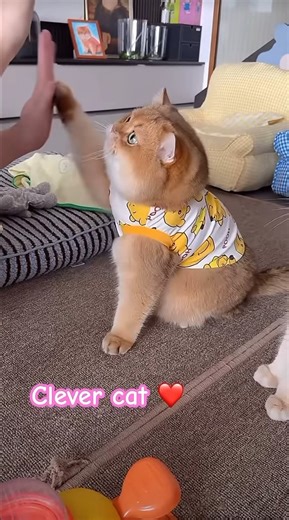 🐱 #clever #adorable ❤️ #cat #funny #shorts