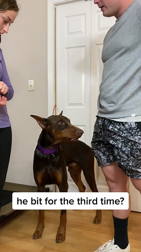 Behavior Modification for Aggressive Doberman Pinscher