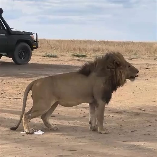 Chacha Safaris on Instagram: "Ever seen a lion pee? 🦁 In the wild, even this simple act has meaning. Male lions often urinate on bushes, trees, or rocks to mark their territory, sending a strong message to other lions: this land is taken. It’s nature’s way of communication—no roar needed. Moments like these remind us that every behavior on safari tells a story, and you only get to witness them on an authentic African safari. 📍 Best seen in parks like Serengeti, Ngorongoro, and Masai Mara 📸 Sa