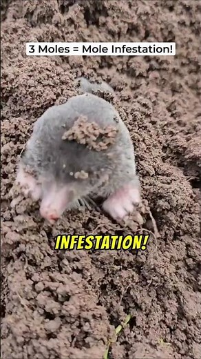 3 Moles = Full-Blown Mole Infestation!
