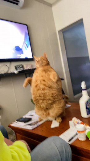 Name a fatter cat da 💀#fyp #cat #fat #lmao | Fat Cat