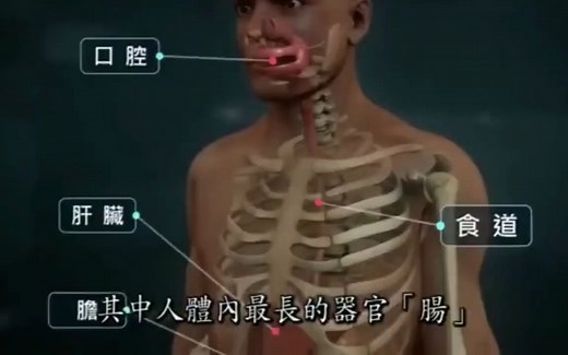 消化系统解剖结构图【3d动画详细展示】