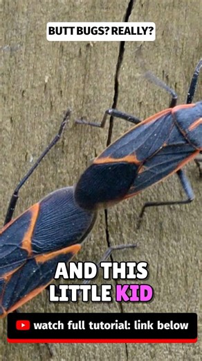 Stop Boxelder Bugs FAST (Before They Invade Your House!) #BoxelderBugs #DIYpestcontrol #GetRidOfBugs