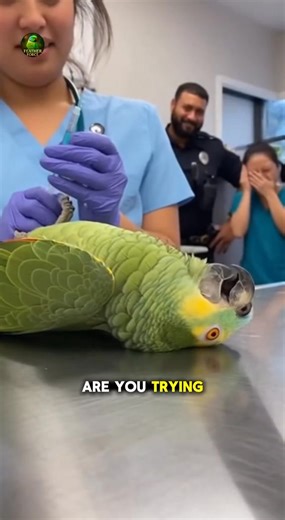 11 reactions | #petparrot #talkingparrots #parrotsoftiktok #funnyparrot #talk | bodcast | Facebook