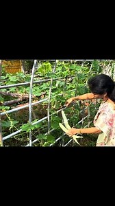 Farm Harvest | Mad gardener